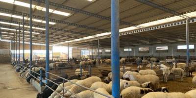 Oğuz: “Koyun-keçi çiçek hastalığına yönelik aşılama tamamlandı”