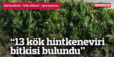 “13 kök hintkeneviri bitkisi bulundu”