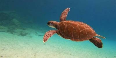 Baf’ta Kıbrıs’ın ilk kaplumbağa müzesi açıldı