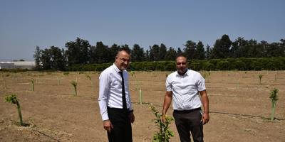 Narenciye ağaçlarının genetik kökeniyle ilgili çalışmada ikinci aşamaya geçiliyor