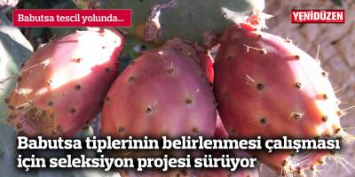 Babutsa tiplerinin belirlenmesi çalışması için seleksiyon projesi sürüyor