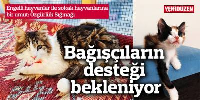 Engelli hayvanlar ile sokak hayvanlarına bir umut: Özgürlük Sığınağı