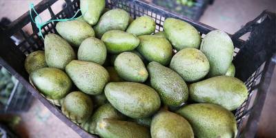 Lefkoşa'da gümrüksüz 700 kilo avokado
