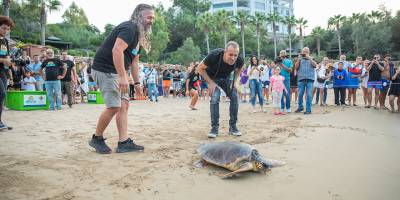 Haluk Levent’in katılımıyla üç deniz kaplumbağası yeniden denizle buluştu