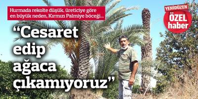 Hurmada rekolte düşük, üreticiye göre en büyük neden, Kırmızı Palmiye böceği…