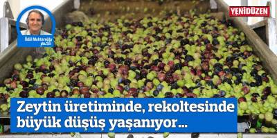 Zeytin üretiminde, rekoltesinde büyük düşüş yaşanıyor…