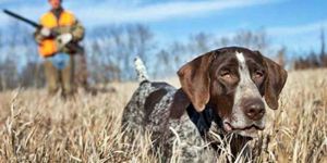 15 Haziran’a kadar AV YASAK