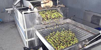 37 Zeytin ve Zeytin Ürünleri İşletmesine kayıt belgesi verildi