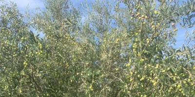 Paşaköy Çiftliği’nde bulunan zeytin bahçesindeki ürün dalından kapalı zarf usulü ile satılacak