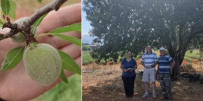 TAE'nin badem seleksiyon çalışmasında arazi ziyaretleri yapıldı