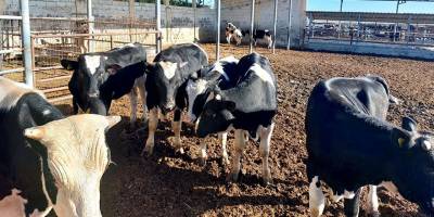 Veteriner Dairesi’nden kasaplık hayvan satışı…