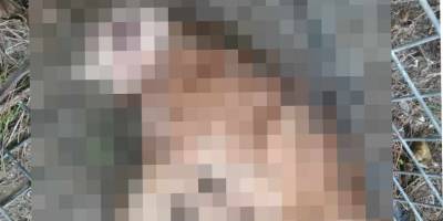 Kediyi vahşice katleden kişi tutuklandı