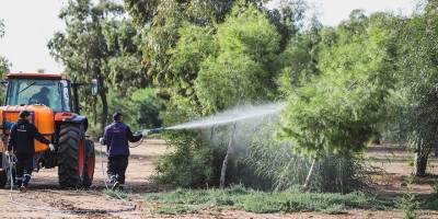 İskele Belediyesi çam kese böceği ile mücadele başlattı