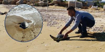 Deniz kaplumbağalarının göç mevsimi başladı