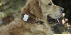 Köpeği olanlar DİKKAT