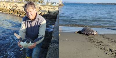 Meritta, yeni yılın ilk kaplumbağa salımlarını gerçekleştirdi