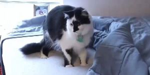 Kedileri saldırınca polisten yardım istediler