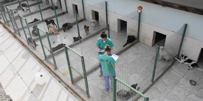Girne’de 121 köpek kısırlaştırıldı