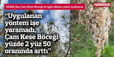 "Çam kese böceği ile mücadelede uygulanan yöntem işe yaramadı, çam kese böceği yüzde 2 yüz 50 oranında arttı"