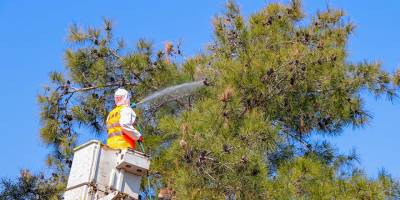Gazimağusa’da çam kese böceği ile mücadele devam ediyor