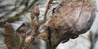 KTTB : “Biyolojik ilaçlama yapılmaması ciddi ve geri dönülmez zararlar vermeye başladı”