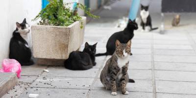 Kedi koronavirüsü insana bulaşır mı?