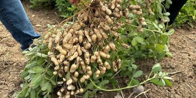 Son 5 yılın ortalamasına göre yılda 580 ton fıstık ithal ediliyor