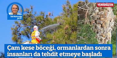 Çam kese böceği, ormanlardan sonra insanları da tehdit etmeye başladı