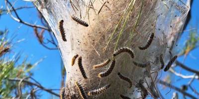 Güneyde çam kese böceğiyle mücadelede doğal avcılar kullanılacak