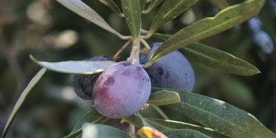 Tarım Dairesi’nden zeytin ve zeytin ürünleri işletmeleri için duyuru