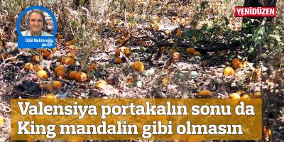 Valensiya portakalın sonu da King mandalin gibi olmasın