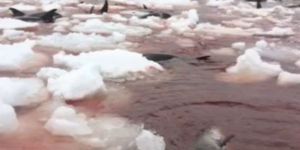 Buzlara sıkışan yunuslar telef oldu