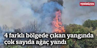 4 farklı bölgede çıkan yangında çok sayıda ağaç yandı