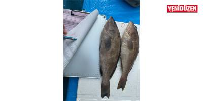 İthal Lahoz balıkları imha edildi