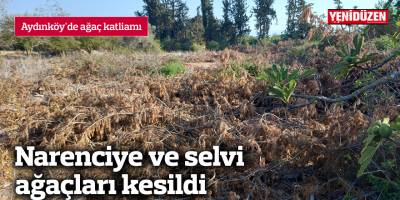 Aydınköy'de ağaç katliamı