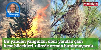 Bir yandan yangınlar, öbür yandan çam kese böcekleri, ülkede orman bırakmayacak...