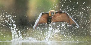 “Yarasalarda yüzde 80-90 azalma var”