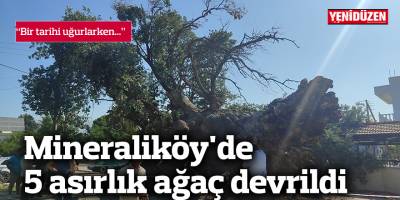 Mineraliköy'de 5 asırlık ağaç devrildi