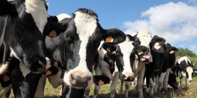 Büyükbaş hayvan üreticisine düşük tazminatları ödendi