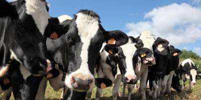 Tarım Bakanlığı uyardı: “Hayvan beslemesinde küfe dikkat edilmeli. Bugünlerde üreticiler sık sık Aflatoksinle karşılaşıyor” 