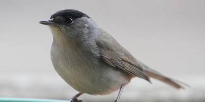 Koruma altındaki pulya kuşu avlayan 2 kişi yakalandı