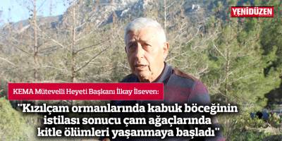"Kızılçam ormanlarında kabuk böceğinin istilası sonucu çam ağaçlarında kitle ölümleri yaşanmaya başladı"