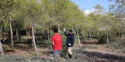 İskele Belediyesi, çam kese böceğine karşı mücadele başlattı