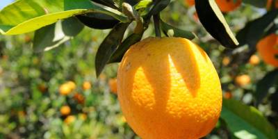 Güneyde narenciye ağaçları tehlikede