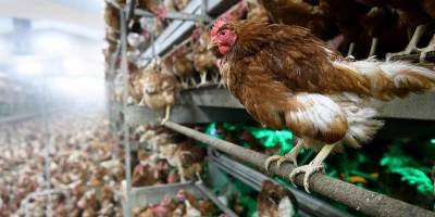 ABD'de kuş gribi vakaları yükselişe geçti