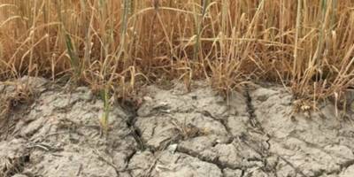 Kuraklık ödemeleri 30 Aralık’ta yapılacak