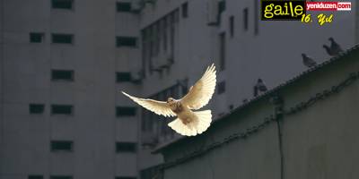 Barış Gazeteciliği Üzerine