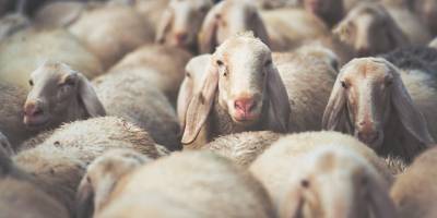 İthal edilecek Asaf ırkı koyun ve koçlar için son müracaat tarihi 31 Ocak