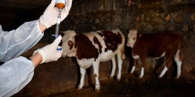 Almanya'da 35 yıl sonra görülen şap hastalığı endişeye neden oldu