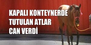 Mağusa Limanında korkunç olay